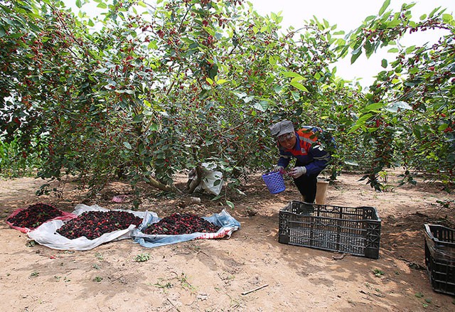 Sau khi thu h&aacute;i, d&acirc;u sẽ được để dưới b&oacute;ng r&acirc;m v&agrave; lần lượt gom v&agrave;o c&aacute;c th&ugrave;ng xốp.