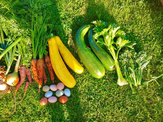 Họ đang có dự định trong 5 năm tiếp theo sẽ cố gắng thiết kế khu vườn thật ấn tượng với nhiều loại hoa, trồng thêm các loại cây ăn quả để khu vườn không chỉ là nơi thu hoạch các loại thực phẩm sạch mà còn là địa điểm nhiều người yêu thích trồng trọt ghé thăm.