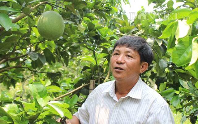 Theo ông Vương Đình Tứ, trồng bưởi da xanh trên nền đất phèn cần sử dụng nhiều phân bón hữu cơ thì trái bưởi có mã đẹp, ăn ngọt chẳng thua kém bưởi da xanh trồng ở miền Tây.
