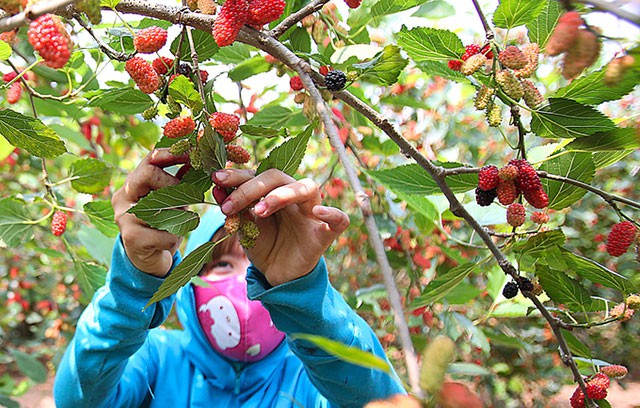C&ocirc;ng việc h&aacute;i d&acirc;u đ&ograve;i hỏi sự cẩn thận để kh&ocirc;ng l&agrave;m n&aacute;t quả, người n&ocirc;ng d&acirc;n nhẹ tay đẩy ngược cuống l&ecirc;n l&agrave; h&aacute;i được. Nh&agrave; t&ocirc;i trồng 20 gốc d&acirc;u c&oacute; tuổi thọ 6 năm, c&acirc;y cao hơn một m&eacute;t, t&aacute;n rộng. Từ đầu th&aacute;ng 2 đ&atilde; bắt đầu cho thu hoạch. D&acirc;u h&aacute;i khi trời nắng quả sẽ b&oacute;ng, căng, mọng; mỗi vụ d&acirc;u, gia đ&igrave;nh thu hoạch được khoảng 2 tấn, chị Nguyễn Thị Hoa ở x&atilde; Hiệp Thuận n&oacute;i.
