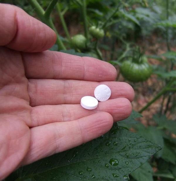 Aspirin giúp cây trồng phát triển mạnh mẽ hơn.