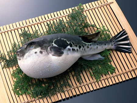 
Cá nóc Nhật Bản (hay còn gọi là Fugu) được giới đại gia sành ăn coi là sơn hào hải vị
