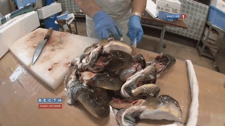 
Toàn bộ phần cá độc phải đem đi tiêu hủy sau khi chế biến
