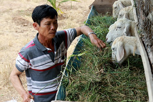 
Ông Hùng mua cỏ với giá 70.000 đồng mỗi bao cung cấp thức ăn cho đàn cừu. Ảnh: Xuân Ngọc.
