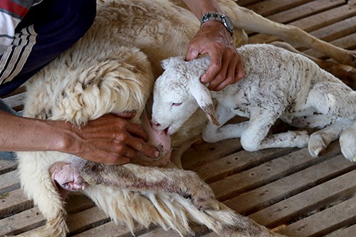 
Cừu con bị đuối sức do thiếu thức ăn buộc người nuôi phải vắt sữa mẹ để chúng khỏe. Ảnh: Xuân Ngọc.
