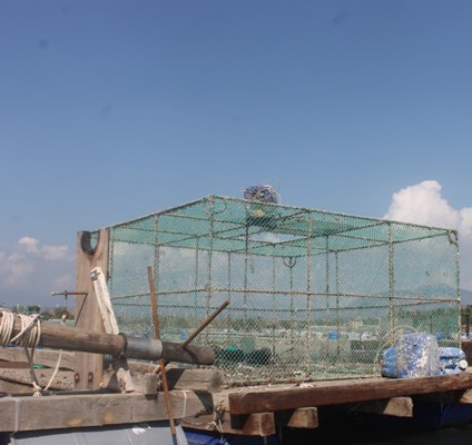 Một số lồng nuôi tôm hùm tại Cam Ranh bị chết được người dân đưa lên bờ