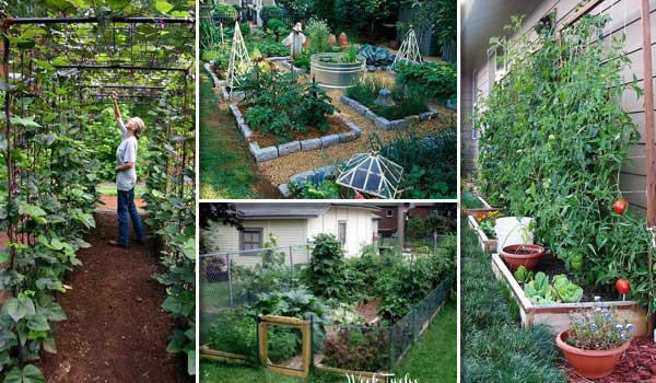 Trước khi trồng rau, làm vườn, hãy dành thời gian lên ý tưởng, bố trí và quy hoạch khu vườn một cách rõ ràng.