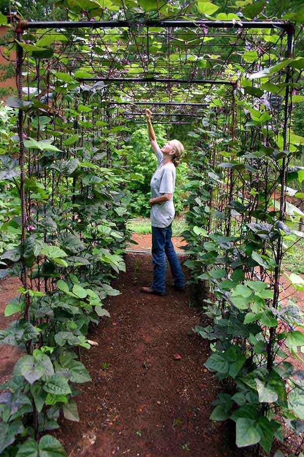 Hẳn là bạn sẽ yêu một góc vườn như thế này, bởi chỉ cần tạo khung kim loại dạng vòm, vừa có thể trồng rau xung quanh vừa tăng thêm diện tích dành cho các loại cây leo.