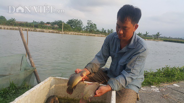 Nhờ nuôi loại cá rô khổng lồ này mà mỗi năm năm anh Đạo bỏ túi gần 400 triệu đồng.