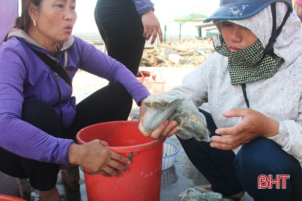 Bất kỳ loại cua nào muốn bán được giá thì trước hết là phải giữ được nguyên càng, không bị gãy. Người dân thường dùng dây cột chặt hai càng cua. Cua tự nhiên được nhiều người ưa chuộng vì thịt chắc, thơm ngon hơn cua nuôi.