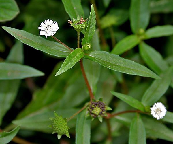 
Cỏ mực - có tên khoa học là Eclipta alba Hassk thuộc họ Cúc Asteraceae
