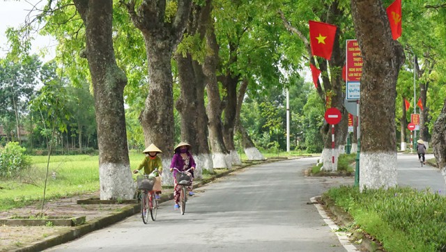 Con đường xanh mướt bóng cây dẫn về Làng Sen (Kim Liên, Nam Đàn, Nghệ An)