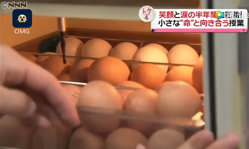 Học sinh được dạy cách ấp trứng. Ảnh: Nippon TV