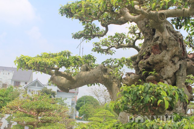 Cây to chắc nịch nhưng không tạo ra sự nặng nề, bóng, tán của cây vẫn đầy sự thanh thoát như những đám mây đang bay lượn.