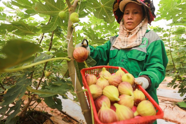 Thu hoạch trái sung Mỹ tại trang trại Trí Nguyễn (huyện Cẩm Mỹ, Đồng Nai).