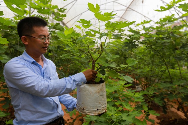 Giống sung Mỹ chiết c&agrave;nh.