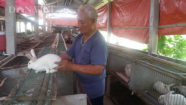 Ông Phạm Đức Huy (77 tuổi) đang đi kiểm tra đàn thỏ của gia đình.