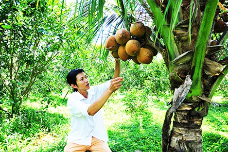 Vườn dừa trồng xen canh cam xoàn của anh Nguyễn Thanh Tân. Ảnh: Vĩnh Thành (Báo Khánh Hòa).