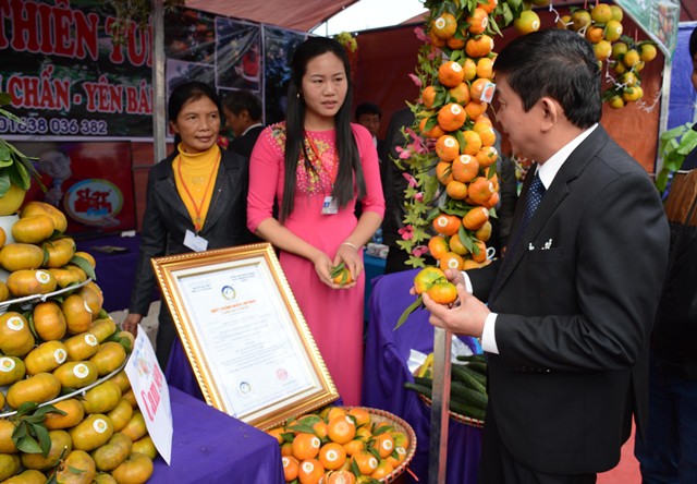 Cửa hàng cam VietGAP trong Lễ hội cam Văn Chấn 2017.