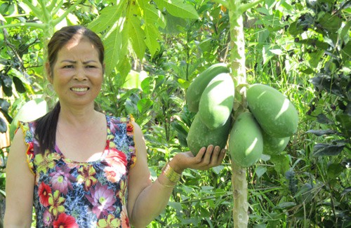 Bà Đoàn Thị Thu Hà bên những cây đu đủ thu hoạch sắp tàn vụ. Ảnh:  A.T