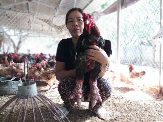 Sau nhiều năm gắn bó với giống gà Đông Tảo, đến nay trang trại gà của chị Nguyễn Thị Cúc đã được rất nhiều khách hàng biết đến và tin chọn.