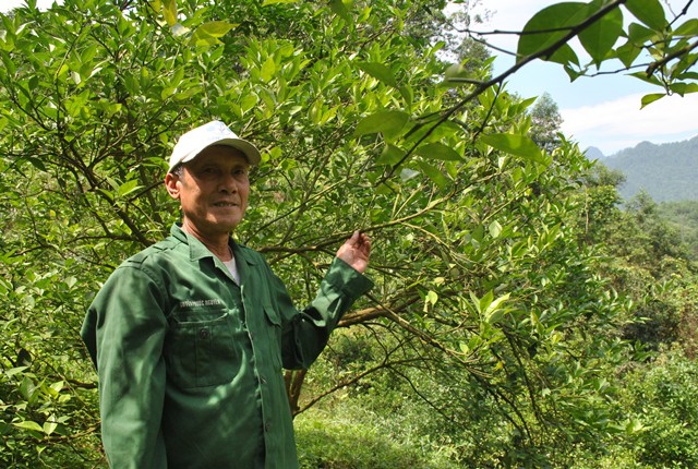 Ông Nguyễn Minh Nhiệm bên vườn cam của gia đình.