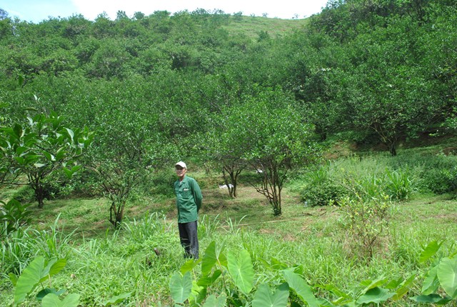 Vườn cam VietGAP của ông Nguyễn Minh Nhiệm gồm các giống cam sành, cam Đường Canh, cam Valencia... đem lại thu nhập ổn định 400 - 600 triệu đồng/năm.