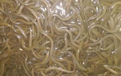 Mô hình nuôi lươn trên bể lót bạt của chị Phạm Thị Kiều Em có tỷ lệ lươn sống bình quân đạt 85%, năng suất bình quân 10,5kg/m2.