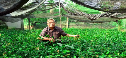 Ông Dung bên vườn chè tím giống của gia đình.