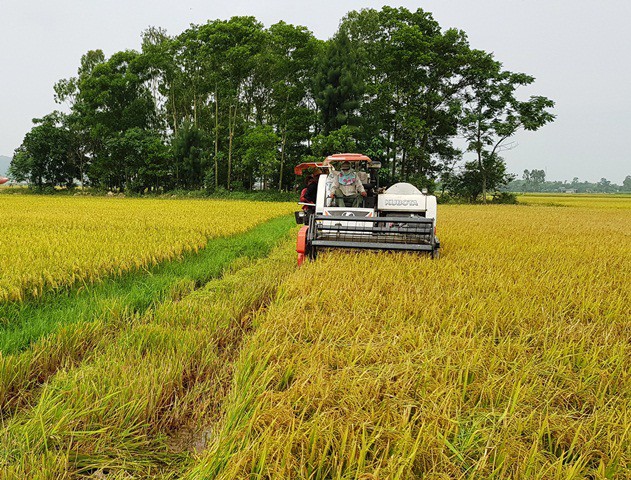 Cánh đồng thôn Đồng Tiến, xã Quảng Trường, nơi các đối tượng đòi bảo kê máy gặt lúa đánh trọng thương ông Tấn