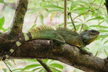 Rồng đất (danh pháp khoa học: Physignathus cocincinus)