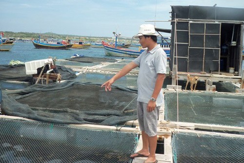 Ngoài các loài hải sản khác, bào ngư là đối tượng nuôi mới nhiều tiềm năng của ngư dân Phú Quý.  Ảnh: Dân sinh