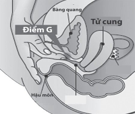 
Vị trí điểm G.
