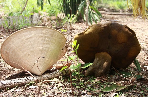 Nấm lạ mọc trong vườn nhà dân ở Đắk Lắk