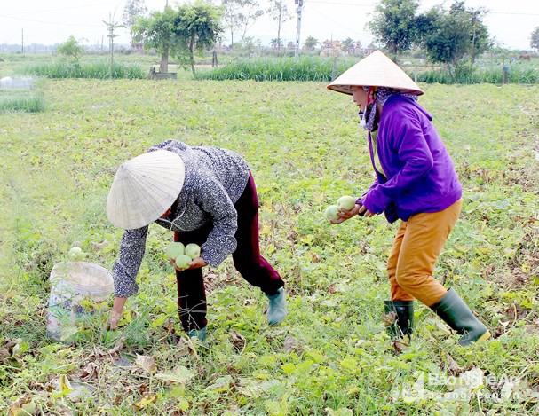Nông dân xã Diễn Kỷ (Diễn Châu) thu hoạch dưa lê vụ xuân. Ảnh: Quang An