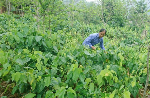 Nhờ mô hình trồng và kinh doanh rau bò khai mà gia đình anh Đắc và nhiều hộ dân ở Kim Phương không chỉ thoát nghèo mà còn vươn lên có thu nhập cao.