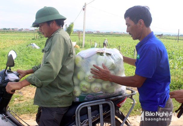 Vận chuyển dưa đi tiêu thụ. Ảnh: Quang An