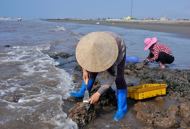 Theo người dân nơi đây, vẹm xanh không phải lúc nào cũng có. Do vẹm xanh được sinh trưởng tự nhiên, cho nên một năm chỉ có khoảng 2-3 đợt. Mỗi đợt đánh bắt chỉ kéo dài 5 -7 ngày, tùy vào lượng đánh bắt của người dân.