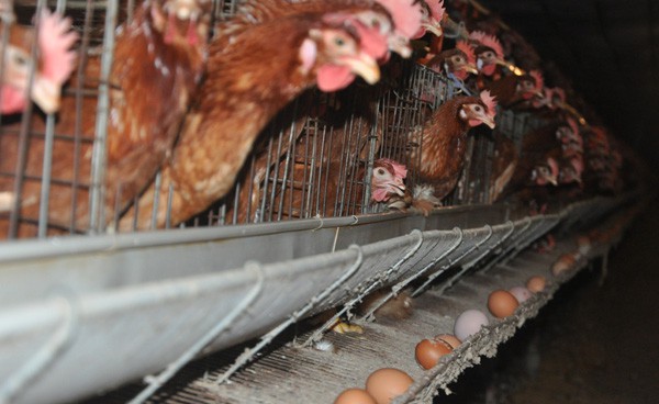 Theo chị Sinh, nuôi gà siêu trứng Isa Brown , trứng và gà bán sẽ được với giá cao. Đặc biệt, việc chăm sóc gà ít tốn công, chỉ cần cẩn thận theo dõi dịch bệnh để phòng chữa kịp thời.