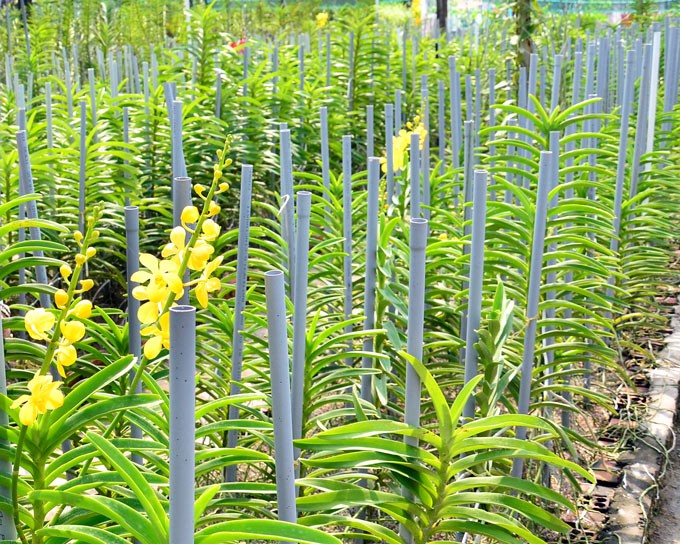 Hiện vườn lan của vợ chồng bà Phỉ là địa chỉ cung cấp lan cắt cành quen thuộc của nhiều cửa hàng hoa tươi tại TP.Rạch Giá, cũng là nơi cung ứng cây giống, giá thể, chậu, phân bón, thuốc trị bệnh cho lan. (Ảnh: NQ).