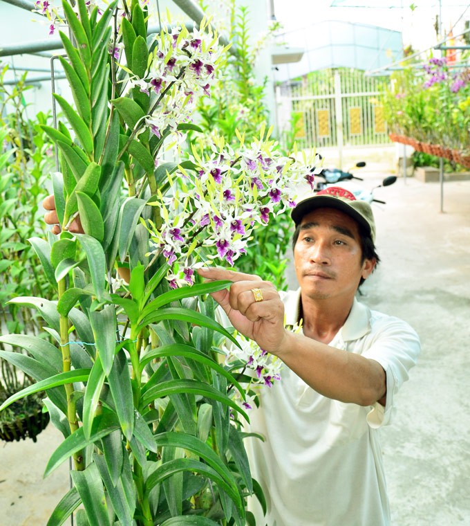 Với sự khéo léo của mình anh Khanh rất thuận lợi tyrong việc tạo dáng lan. (Ảnh: NQ).