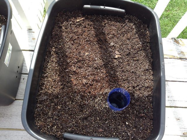 Đổ thêm đất vào chậu sao cho đất cách thân chai nhựa vài centimet. (Ảnh: shareably)
