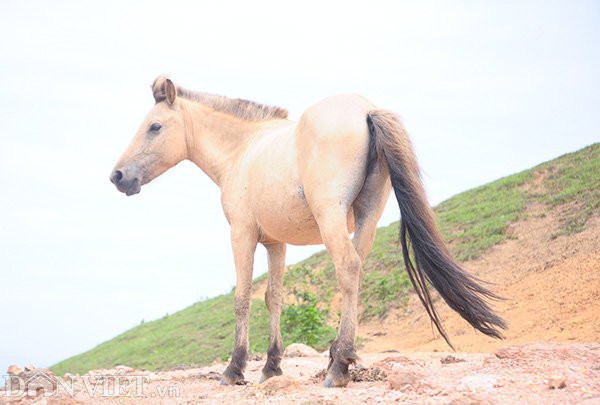 Ngựa thường có có giá trị không cao như ngựa bạch nhưng sức đề kháng rất tốt và dễ nuôi.