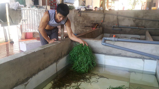 Ông Hà Văn Vững đang đi kiểm tra đàn lươn của gia đình.