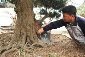 Anh Toàn đang chăm sóc một cây tùng kiểngcó tuổi đời hơn 500 trăm năm.