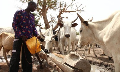 Một người Fulani đang cho gia s&uacute;c uống nước.