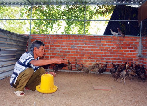 Ông Phạm Văn Công chăm sóc đàn chim trĩ 2 tháng tuổi của gia đình. Ảnh: C.N