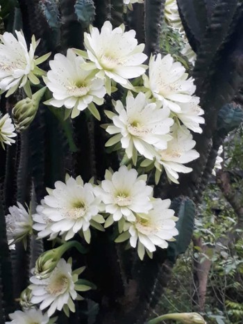 Những đóa hoa trắng nở dày đặc trên cây xương rồng gần 30 năm.