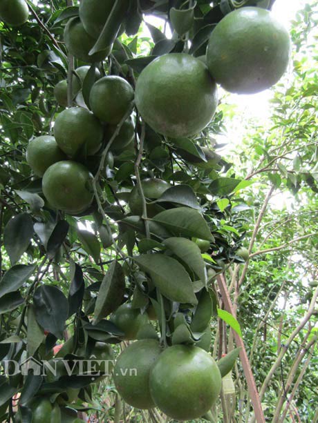 Một cành quýt đường sãi trĩu quả trong vườn cây ăn trái gồm quýt đường, bưởi da xanh của gia đình ông Ngô Hữu Phước.