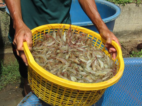 Thu hoạch tôm nuôi tại ao của gia đình anh Châu Văn Sol.